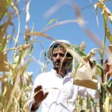مبيدات خطرة وبذور ملوثة.. الفساد الحوثي يهدد قطاع الزراعة