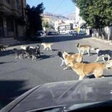 انتشار «داء الكلب» في مناطق الحوثيين و المليشيا تتاجر بالمصل