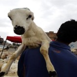 مليشيا الحوثي تفرض جبايات باهظة على تجار المواشي وبائعي الأضاحي