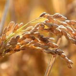 روسيا تحظر تصدير الأرز حتى نهاية العام