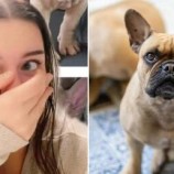 اشترت كلبا فرنسيا أصيلا عبر الإنترنت بألف دولار.. فكانت النتيجة كارثية (فيديو)