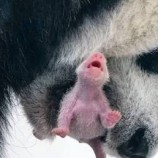 لأول مرة في روسيا.. ولادة شبل باندا صيني في حديقة الحيوان بموسكو