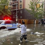 الفيضانات تحرر أسد بحر من أسره في نيويورك (فيديو)