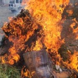 إحراق كميات كبيرة من القات في محافظة سقطرى بعد قرار بمنع دخولها
