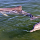 نفوق جماعي لأكثر من مئة دلفين في الأمازون بسبب تغير المناخ ما يهدد بانقراضها
