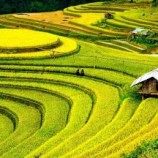 الصين.. العثور عن حقل أرز قديم عمره 5000 عام