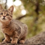 دراسة: القطط “قاتلة عشوائية” لأنواع من الحيوانات بعضها مهدد بالانقراض