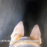 كلب إسرائيلي يكشف خبايا أحد أنفاق “حماس” في غزة (فيديو)