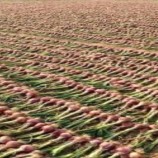 مزارعو البصل في حضرموت ينددون بقرار منع التصدير