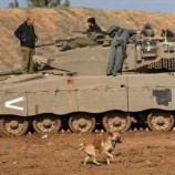 الكلاب الضخمة بمنازل غزة تدخل المعركة وتربك نشاط جيش الاحتلال الإسرائيلي