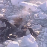 بالفيديو.. مجموعة الحيتان القاتلة تنجو من حصار جليدي قبالة سواحل اليابان