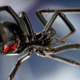 الأول من نوعه.. ابتكار جسم مضاد آمن للبشر يمكنه تحييد سم عنكبوت الأرملة السوداء