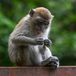 قرد يتسبب بانقطاع الكهرباء في مختلف أنحاء سريلانكا