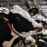 الحمى القلاعية تتفشى مجددا في أوروبا