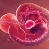 تقنية ثورية ترصد تفاصيل تكشف لأول مرة للحظة تشكل القلب البشري في الجنين