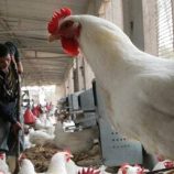 مصر ترد على انتشار مرض خطير في البلاد