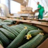 روسيا تحتل صدارة موردي الخيار إلى بولندا