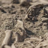 العثور على جمجمة بشرية غريبة الشكل في الأرجنتين