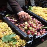 أفضل 5 أطعمة أرجوانية تعزز صحة الدماغ