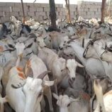 أسعار المواشي والمنتجات الحيوانية اليوم الثلاثاء في عدن