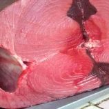 أسعار الأسماك اليوم الاثنين فى عدن 23 يونيو