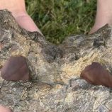 العثور على جمجمة ستيجوصور عمرها 150 مليون عام