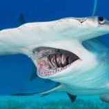 سمكة قرش تسقط من السماء خلال إحدى مباريات الغولف في ولاية أمريكية! (صور)