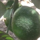 ازدهار زراعة الليمون في دلتا تبن وسط ضعف التسويق وتدني العائدات