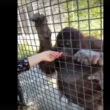 روسيا.. نادي ملاكمة يفصل رياضية بسبب تدخينها سيجارة إلكترونية مع قرد! (فيديو)