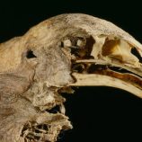 مشروع مثير للجدل بتمويل من مخرج “سيد الخواتم”.. إحياء طائر عملاق منقرض منذ 600 عام