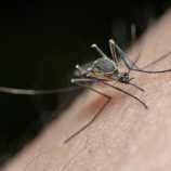 الصحة العالمية تطلق تحذيرات من تفشي فيروس شيكونغونيا على نطاق واسع