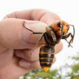 اكتشاف عش دبابير نووي في أمريكا (فيديو)