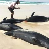 كارثة بيئية في سقطرى.. نفوق جماعي للدلافين يكشف اختلالات بحرية مقلقة