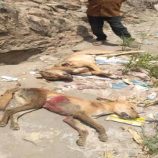 حملة شبابية مكثفة تستهدف الكلاب المسعورة في تورصة بالضالع بعد وفاة طفلة وإصابة شابين