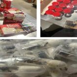 ألمانيا تضبط 1500 عنكبوت حرير ذهبي مخبأة داخل عبوات “بسكويت” قادمة من فيتنام