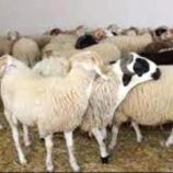 أسعار المواشي المحلية اليوم الخميس 3 يوليو بالعاصمة عدن