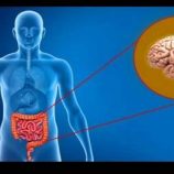 العلاقة بين الجهاز الهضمي والمزاج