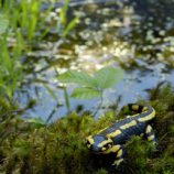 بعد 33 عاما من الغياب.. مخلوق نادر وسري يظهر مجددا في فلوريدا