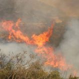 سوريا.. حرائق الغابات تهدد مناطق الساحل ومحافظة حماة