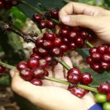 رئيس وزراء لاوس: قد نعيد توجيه جزء من صادرات القهوة من الولايات المتحدة إلى روسيا