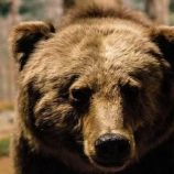 صربيا.. العثور على جمجمة دب استخدمت في عروض المصارعين في روما القديمة