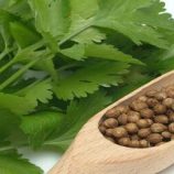 “الطبيب الأخضر” على مائدتك.. نصائح مهمة عند تناول الكزبرة