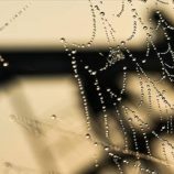 ارتفاع أسعار النفط بعد بيان “أوبك”