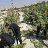 سوريا.. ضبط حقل لزراعة القنب المخدر في ريف دمشق وتوقيف المتورطين (صور)