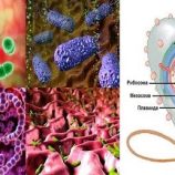 العلماء الروس يكشفون سرّ بكتيريا بدائية غيّرت وجه الأرض قبل ملياري عام