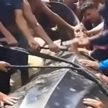 سبب صادم خلف ظهور سمكة عملاقة على شواطئ غزة