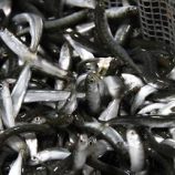 رئيس الوكالة الروسية: الصيادون الروس يزيدون نشاطهم قبالة سواحل المغرب الأطلسية