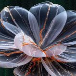 “أزهار الحمض النووي”.. روبوتات مجهرية قادرة على إيصال الأدوية المستهدفة داخل الجسم