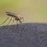 ظهور البعوض لأول مرة في أيسلندا!