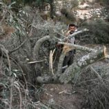 مستوطنون يقطعون 80 شجرة زيتون بالخليل